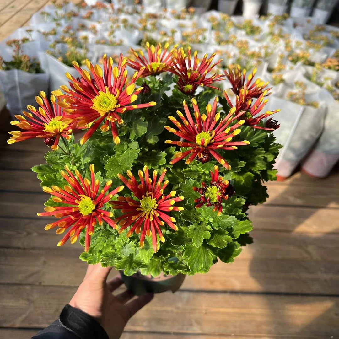 【李先生家】烟花菊~荷兰菊室内观赏盆栽带花苞发货