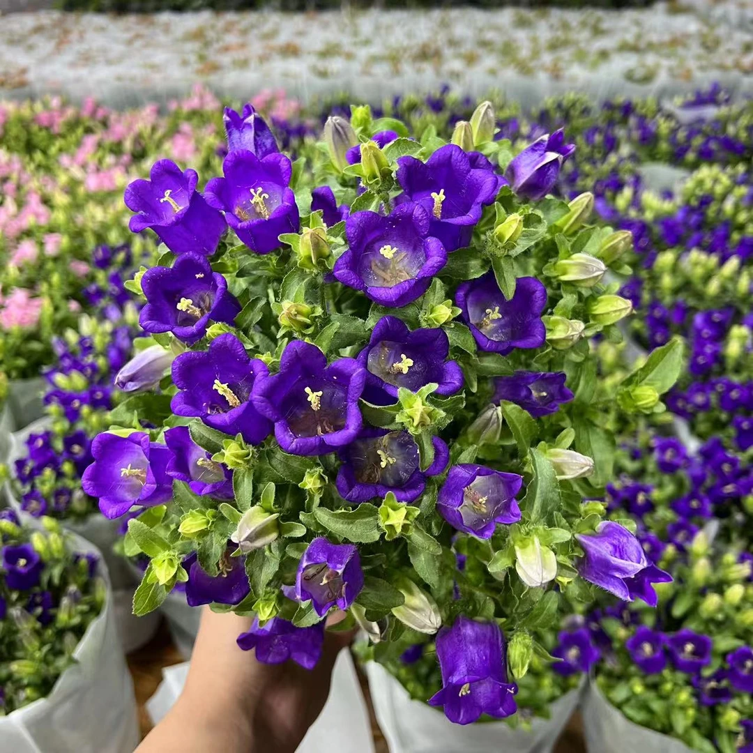 【李先生】紫色~酒杯风铃室内观赏花带花带花苞