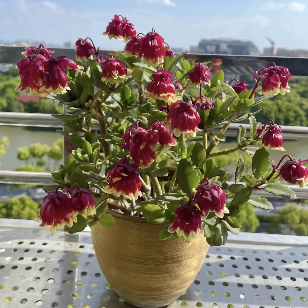 【李先生】（150杯）宫灯长寿懒人花室内客厅阳台观赏花
