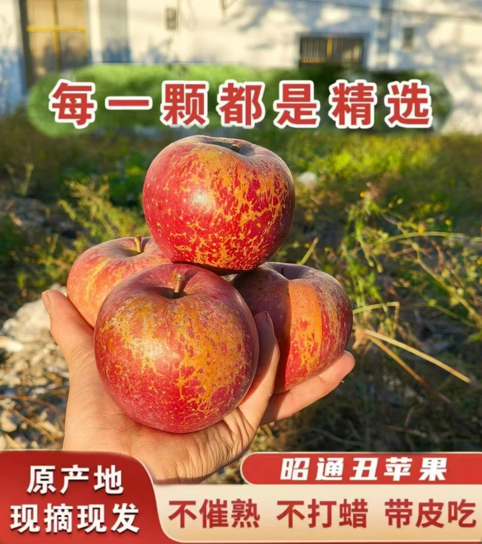 正宗当季云南昭通冰糖心丑苹果现摘现发脆甜多汁5斤10斤包邮