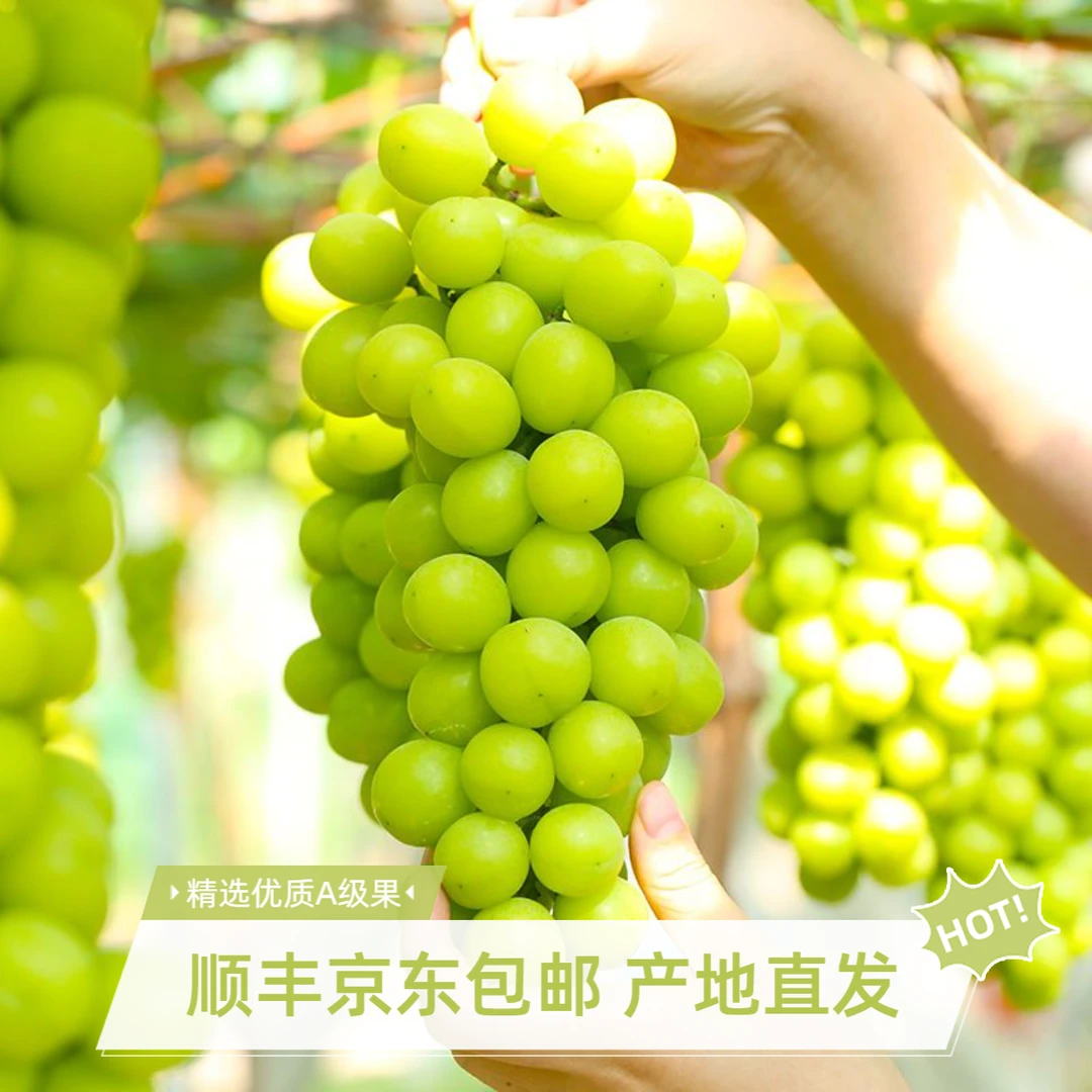 【顺丰京东】四川西昌高原阳光玫瑰葡萄高原晴王无籽青提整串1-3斤