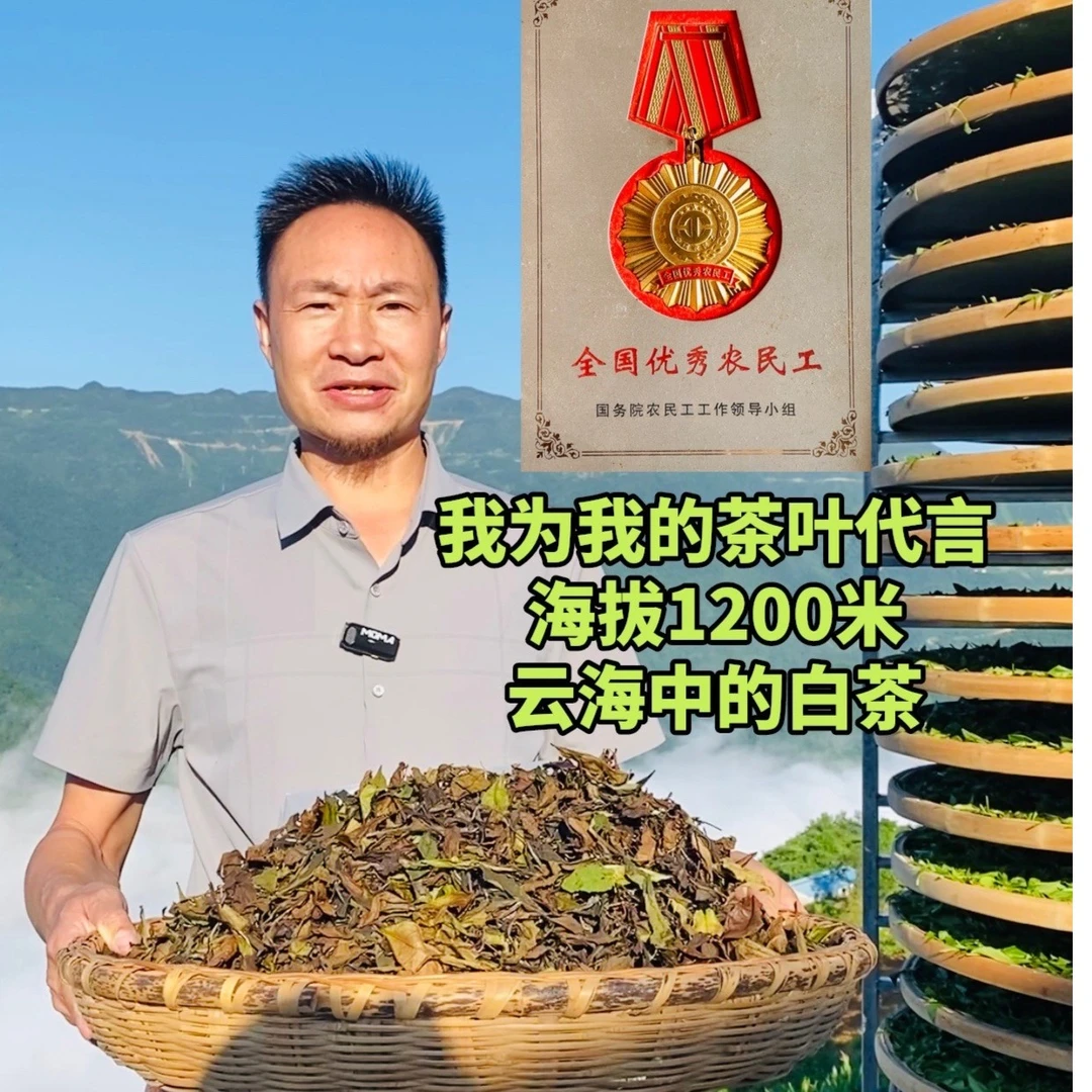 雪中茗【庄主宠粉福利】6袋装陕西观云山雪中茗高山白茶，