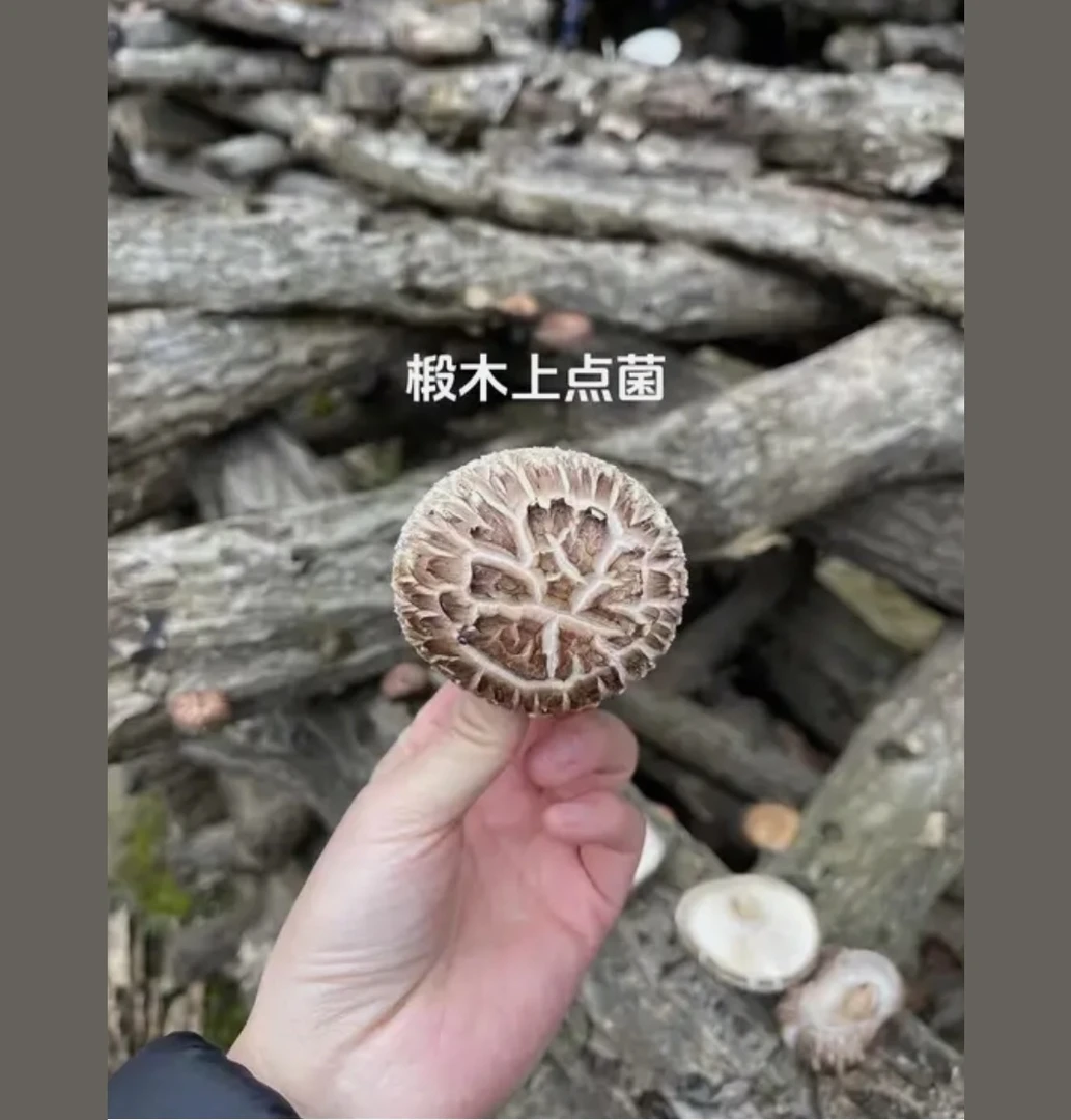 喻家梁村段木香菇