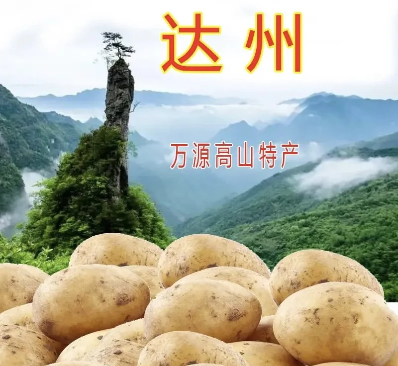 喻家梁村高山洋芋