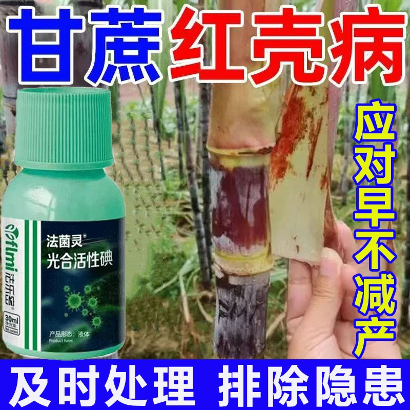 甘蔗红壳病专用除菌剂黄金甘蔗红壳爆壳花皮抑菌剂水溶叶面肥
