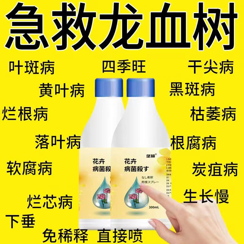 龙血树叶子发黄干枯叶斑病炭疽病根腐病黑斑病锈病通用肥料营养液