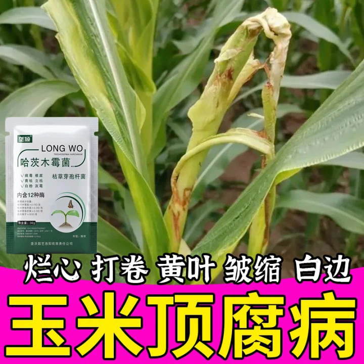 玉米顶腐病专用肥料茎腐病锈病红叶猝倒纹枯病粗缩病水溶叶面肥