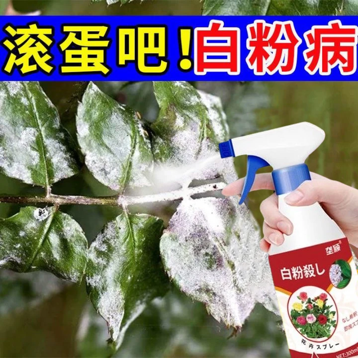 【月季白粉病专用】月季白粉病黑斑病黄叶病花卉绿植通用肥料营养液