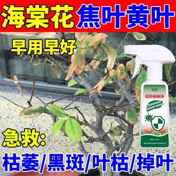 海棠花营养液抑菌剂急救焦叶黄叶枯萎落叶不开花不发芽免稀释肥料