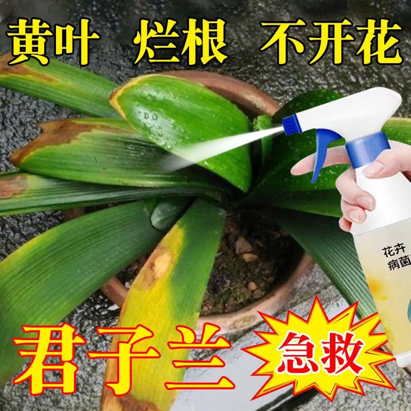 君子兰黄叶病专用肥软腐烂根叶斑白绢软腐除菌剂营养液防叶子发黄