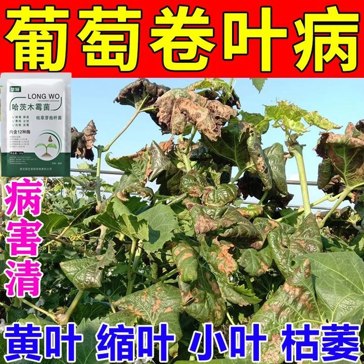 葡萄卷叶病专用病毒病果树黄叶卷叶发皱炭疽病除菌葡萄专用叶面肥