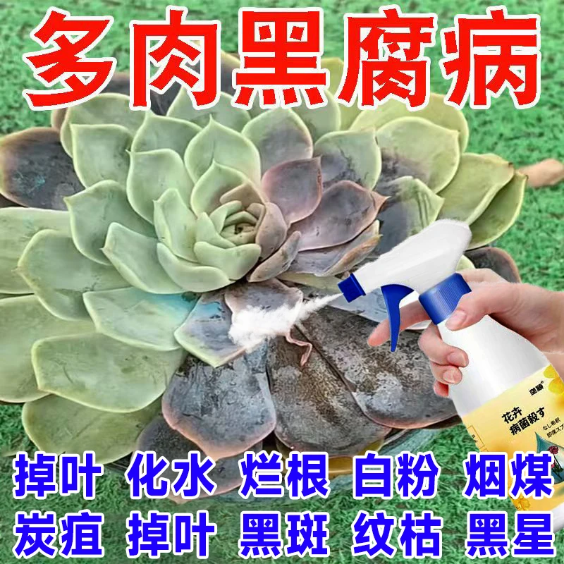 多肉病害喷剂病菌克星黑腐白粉掉叶烂根黑斑炭疽烟煤锈病专用肥料