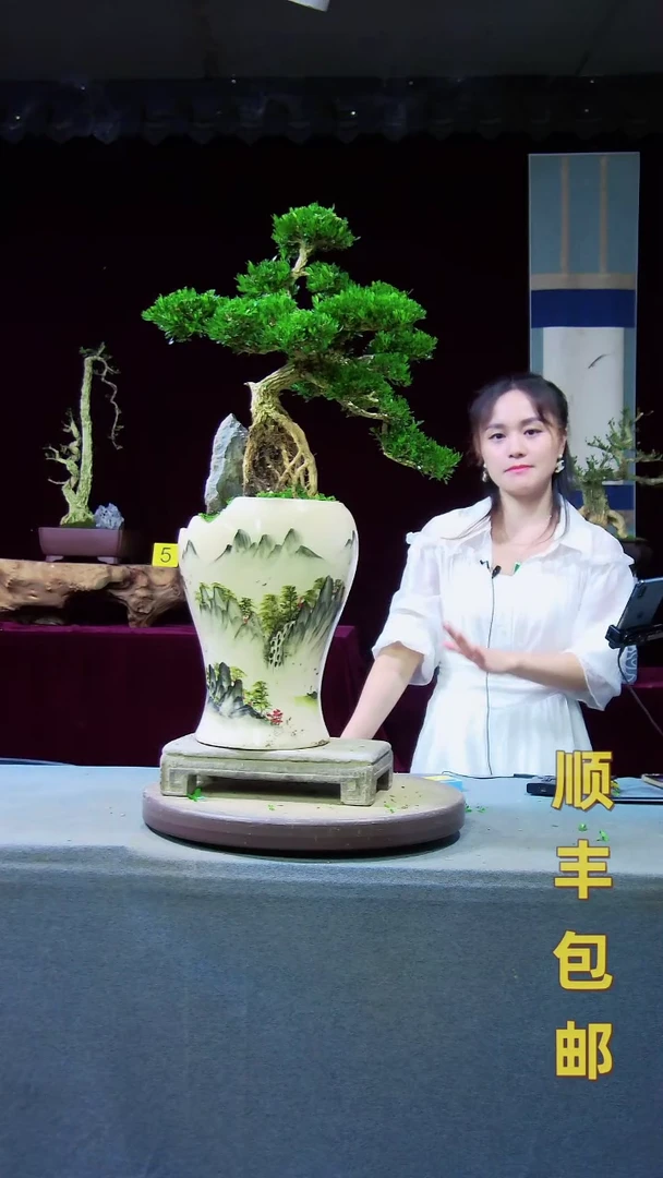 【闪购商品】雀舌黄杨盆景雀舌黄杨盆景