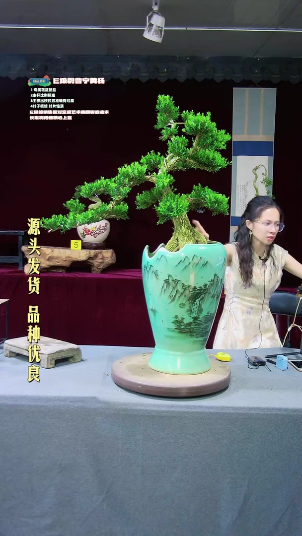 【闪购商品】雀舌黄杨盆景雀舌黄杨盆景