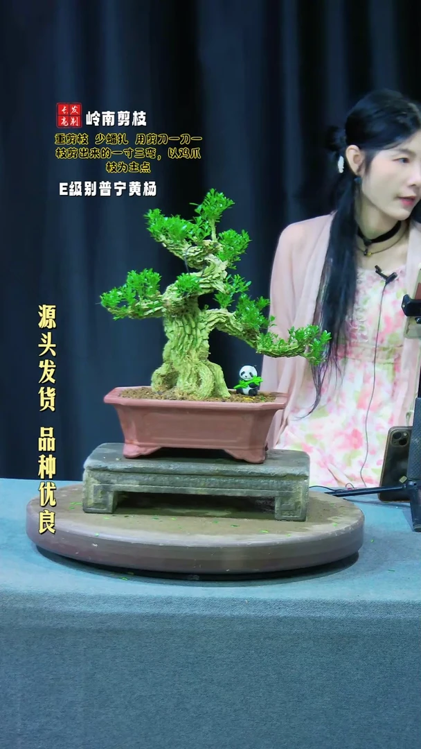 【闪购商品】黄杨盆景黄杨盆景