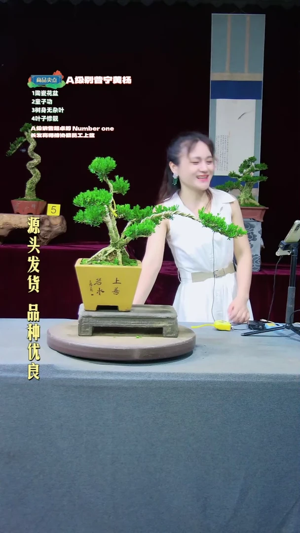 【闪购商品】黄杨盆景黄杨盆景