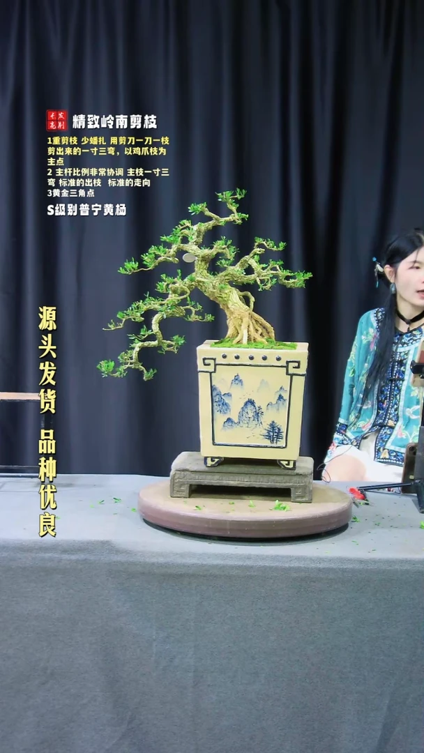 【闪购商品】黄杨盆景黄杨盆景