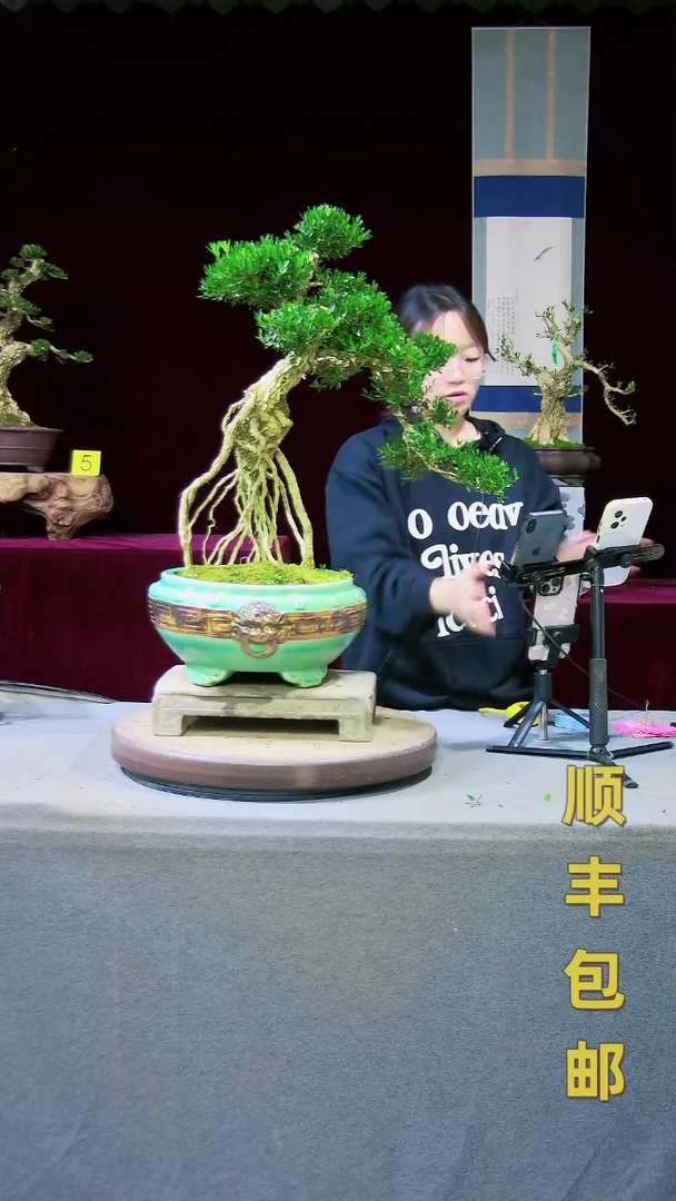 【闪购商品】黄杨盆景黄杨盆景