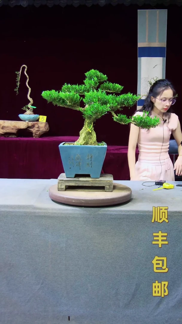 【闪购商品】雀舌黄杨盆景雀舌黄杨盆景
