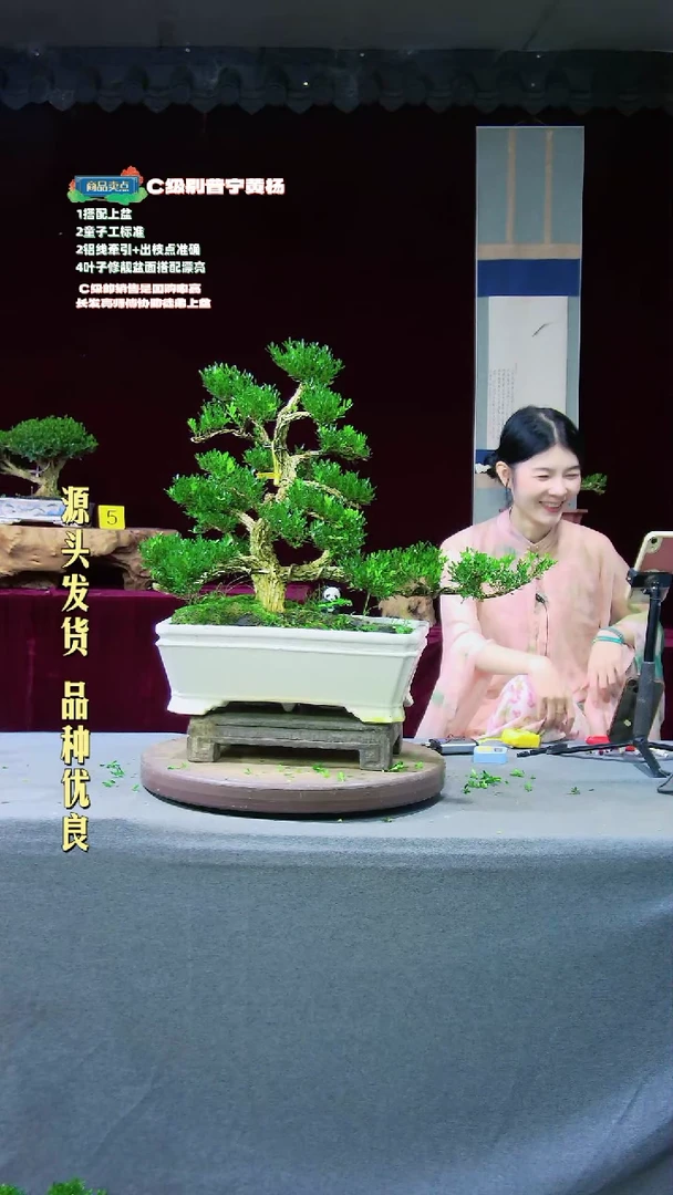 【闪购商品】黄杨盆景黄杨盆景