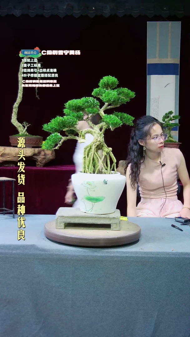 【闪购商品】雀舌黄杨盆景雀舌黄杨盆景