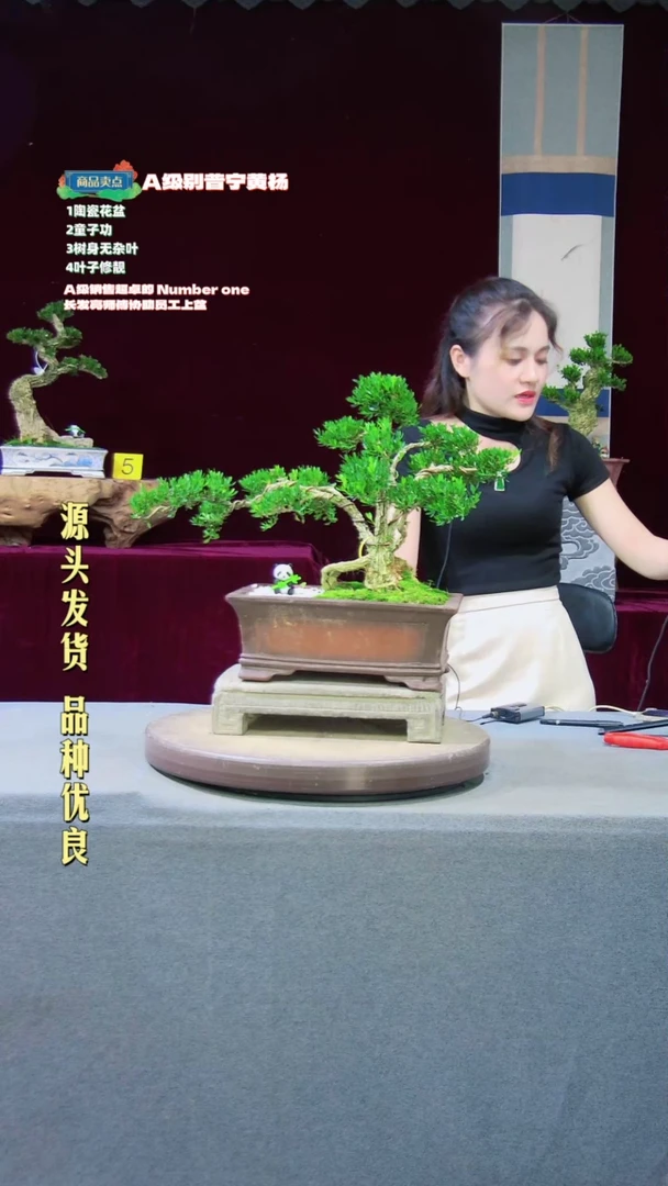 【闪购商品】雀舌黄杨盆景雀舌黄杨盆景