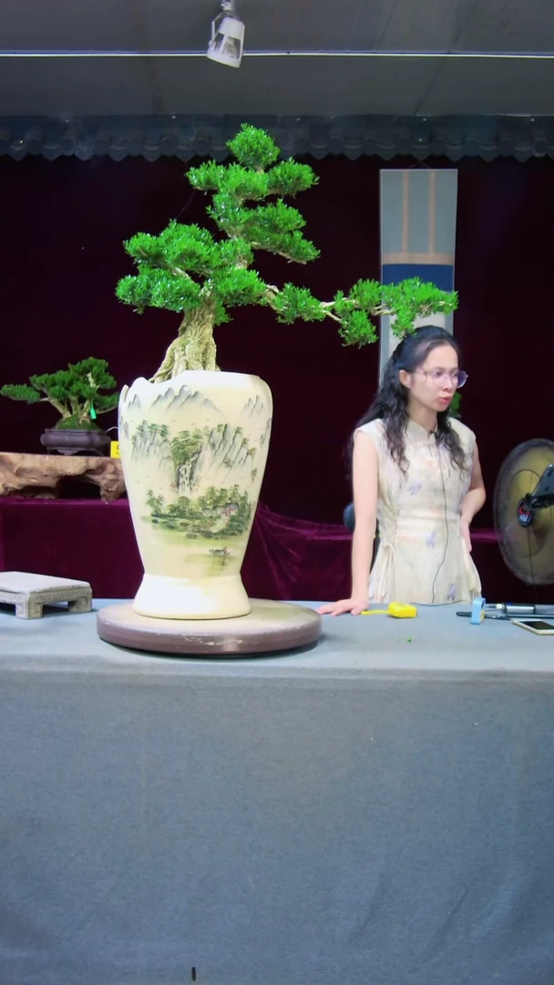 【闪购商品】雀舌黄杨盆景雀舌黄杨盆景