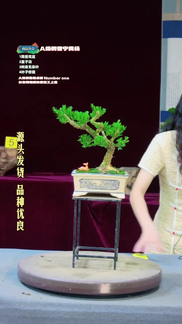【闪购商品】雀舌黄杨盆景雀舌黄杨盆景