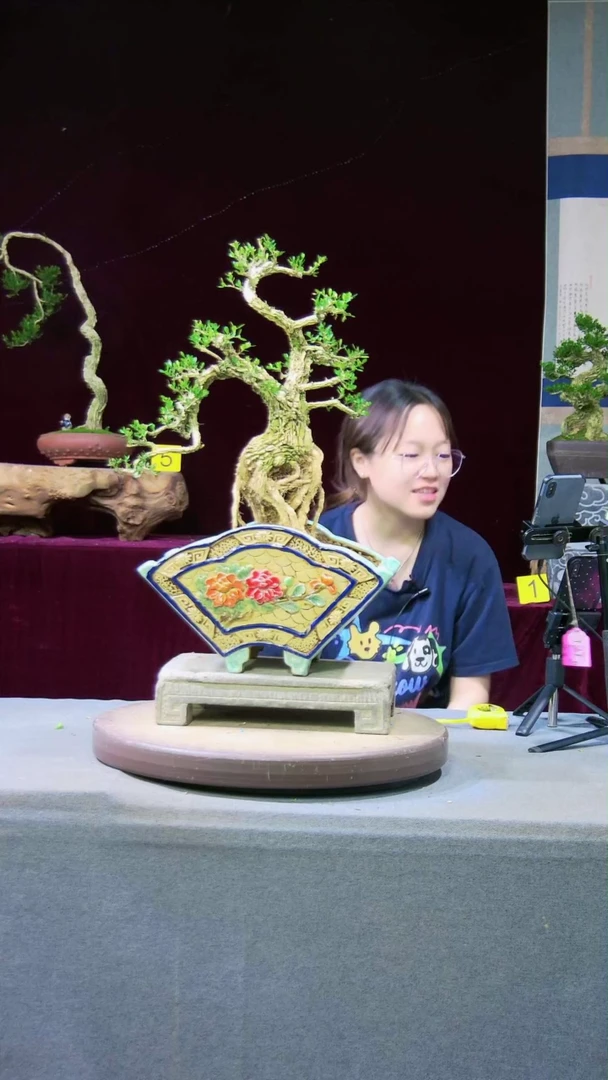 【闪购商品】雀舌黄杨盆景雀舌黄杨盆景