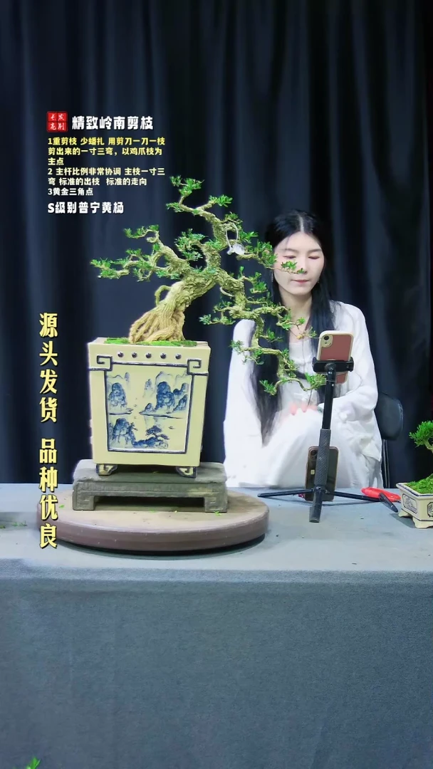 【闪购商品】黄杨盆景黄杨盆景