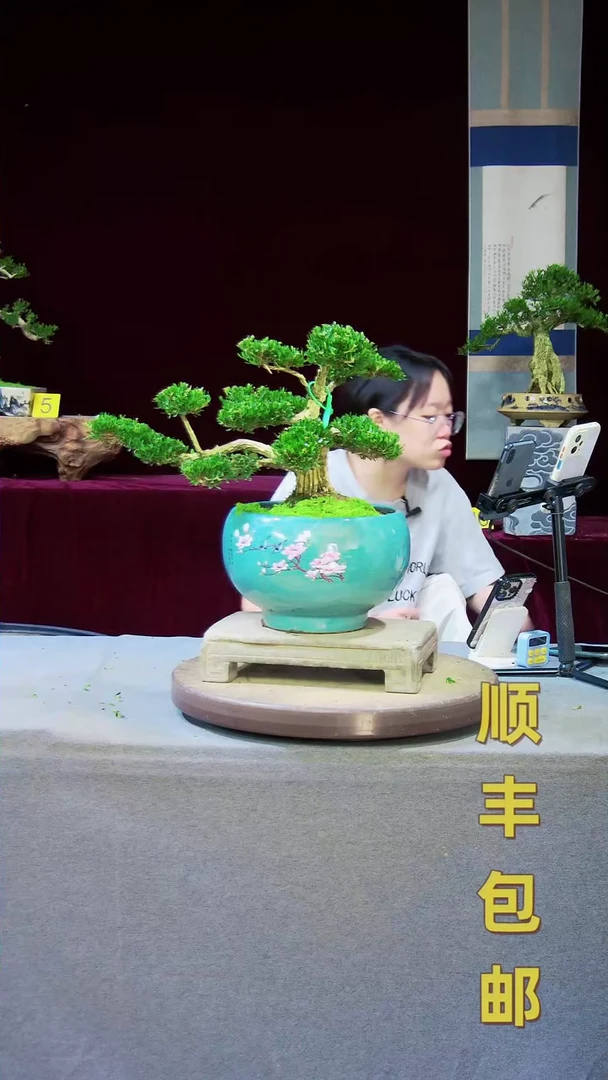 【闪购商品】雀舌黄杨盆景高端雀舌黄杨盆景