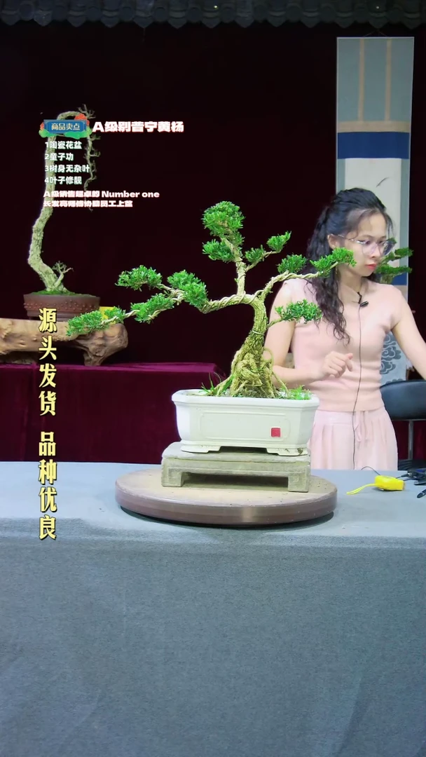 【闪购商品】雀舌黄杨盆景雀舌黄杨盆景