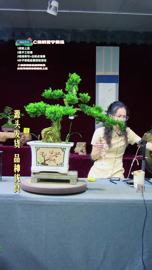 【闪购商品】黄杨盆景黄杨盆景