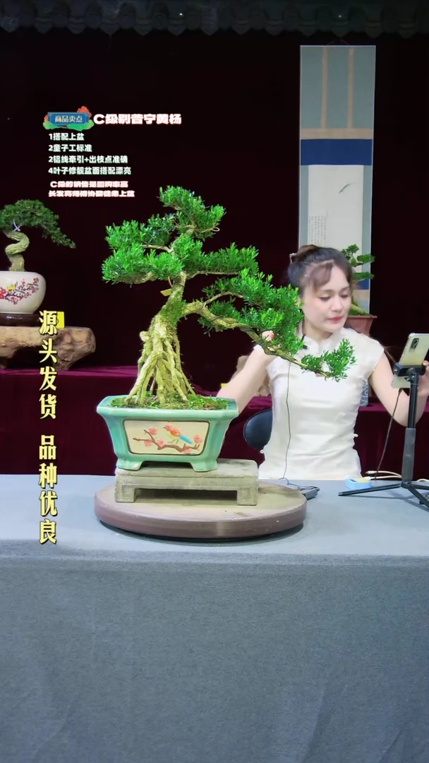 【闪购商品】雀舌黄杨盆景雀舌黄杨盆景