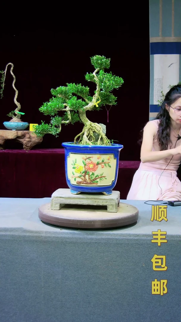 【闪购商品】雀舌黄杨盆景雀舌黄杨盆景