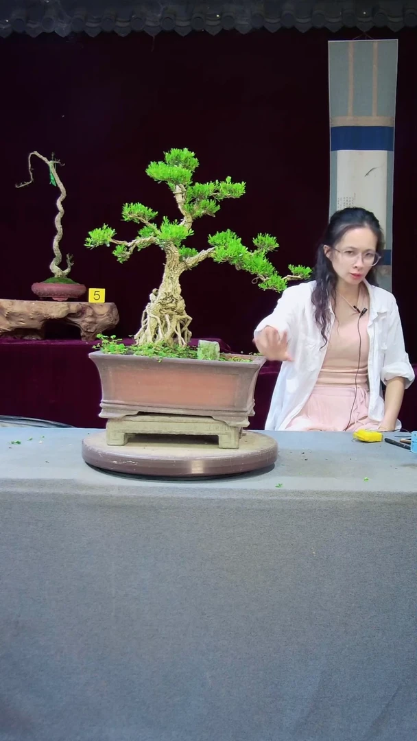 【闪购商品】雀舌黄杨盆景雀舌黄杨盆景