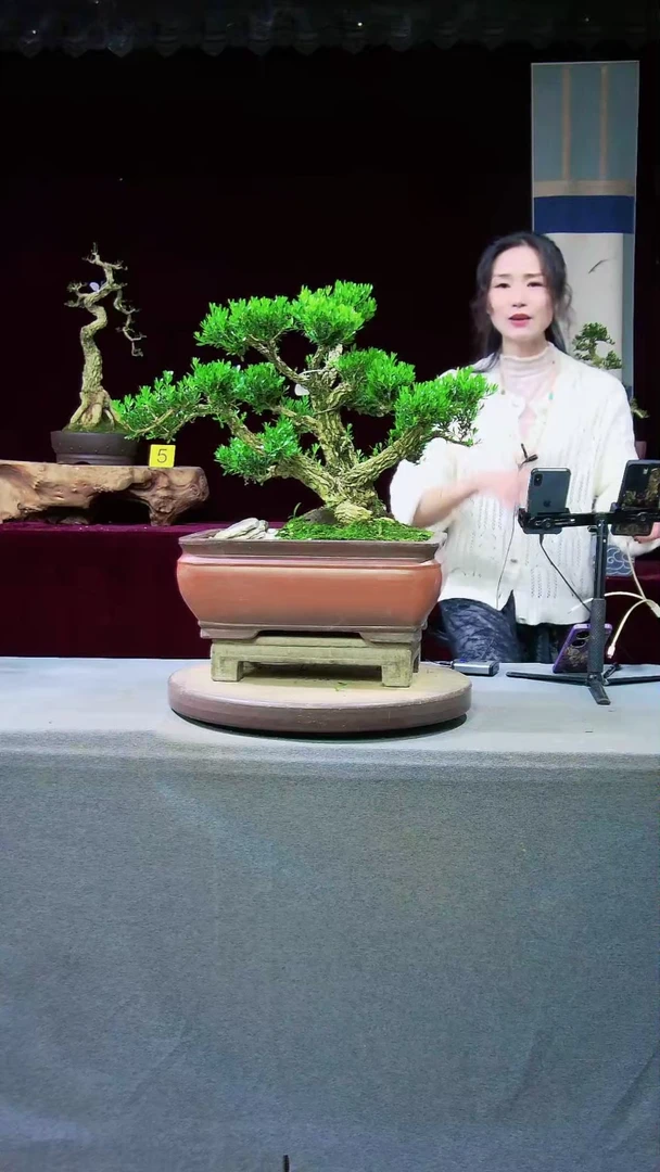 【闪购商品】雀舌黄杨盆景雀舌黄杨盆景