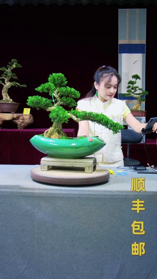 【闪购商品】雀舌黄杨盆景雀舌黄杨盆景