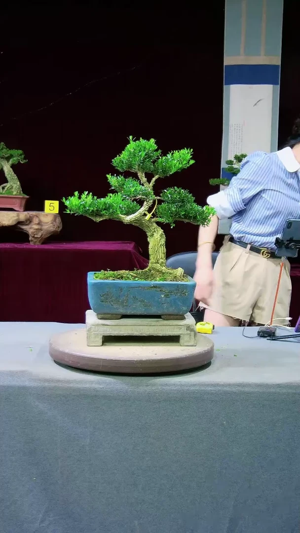 【闪购商品】雀舌黄杨盆景雀舌黄杨盆景