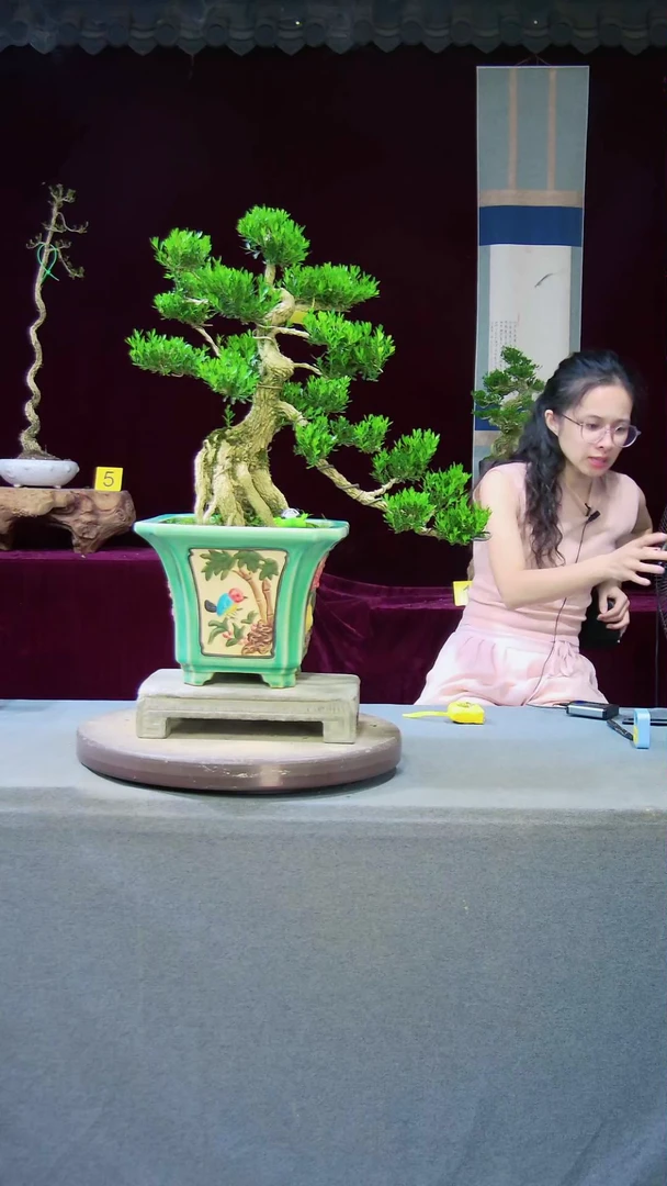 【闪购商品】雀舌黄杨盆景雀舌黄杨盆景