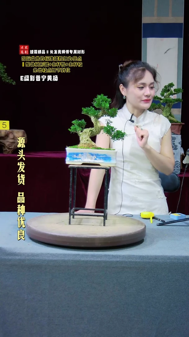 【闪购商品】黄杨盆景黄杨盆景