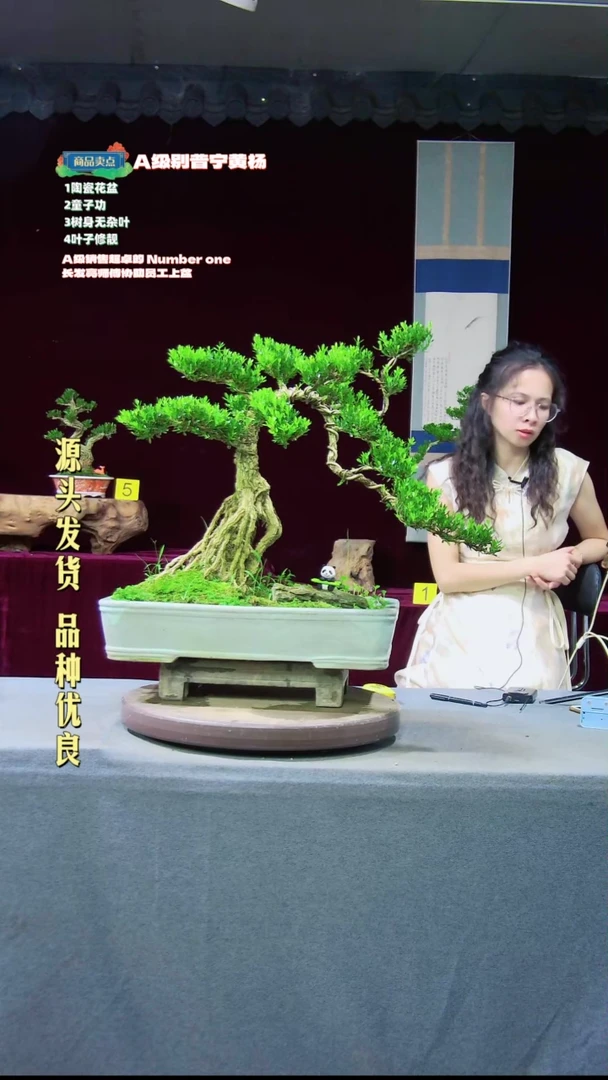 【闪购商品】雀舌黄杨盆景雀舌黄杨盆景