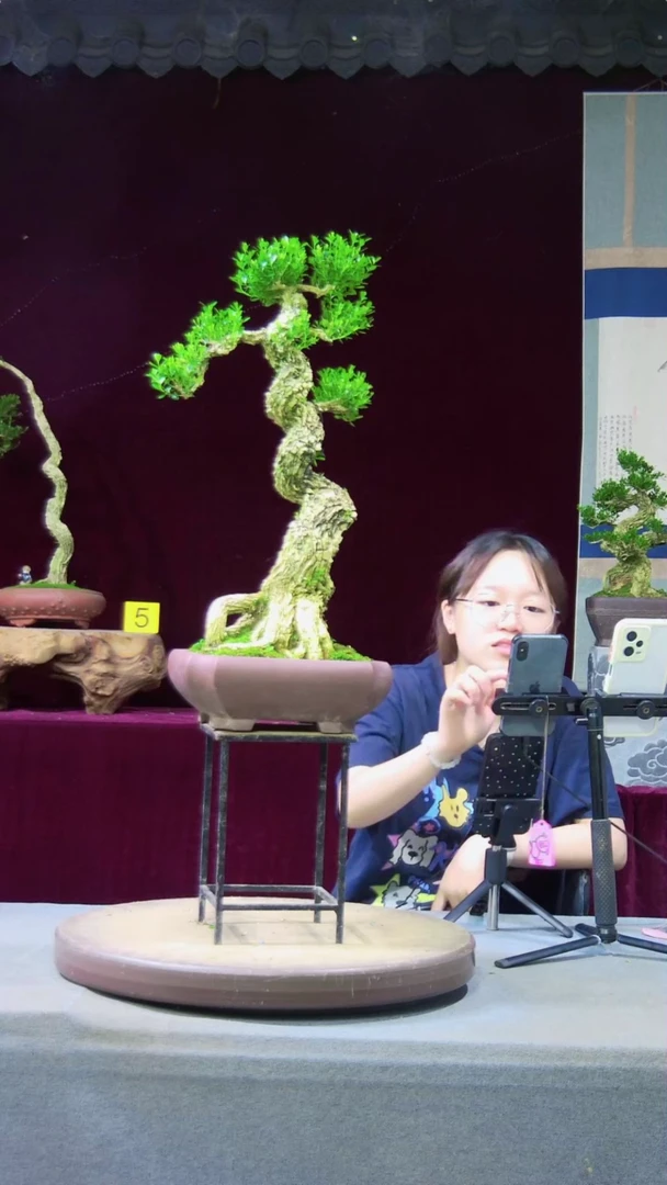 【闪购商品】雀舌黄杨盆景雀舌黄杨盆景