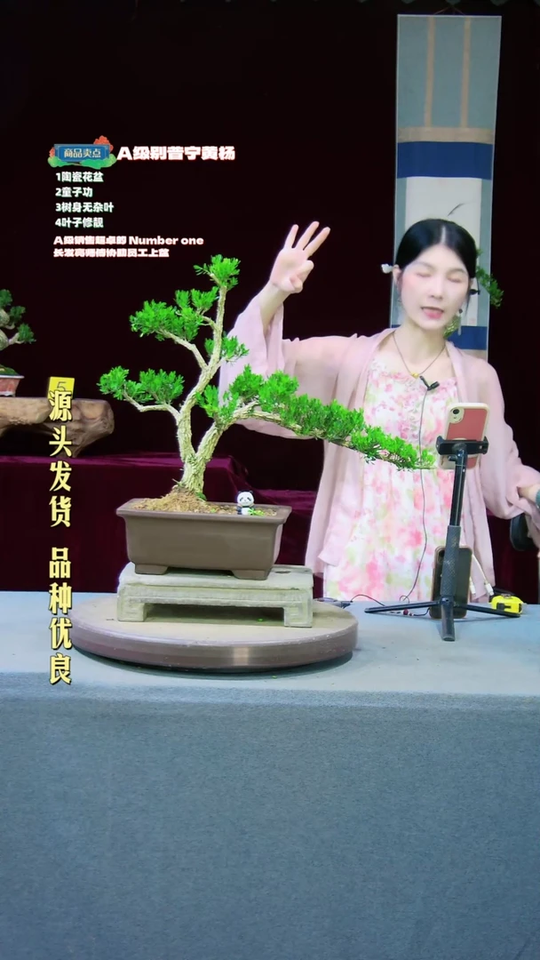 【闪购商品】黄杨盆景黄杨盆景