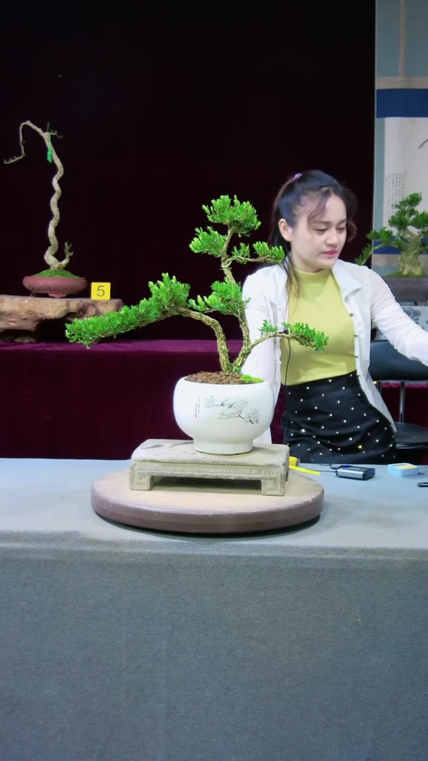 【闪购商品】雀舌黄杨盆景雀舌黄杨盆景