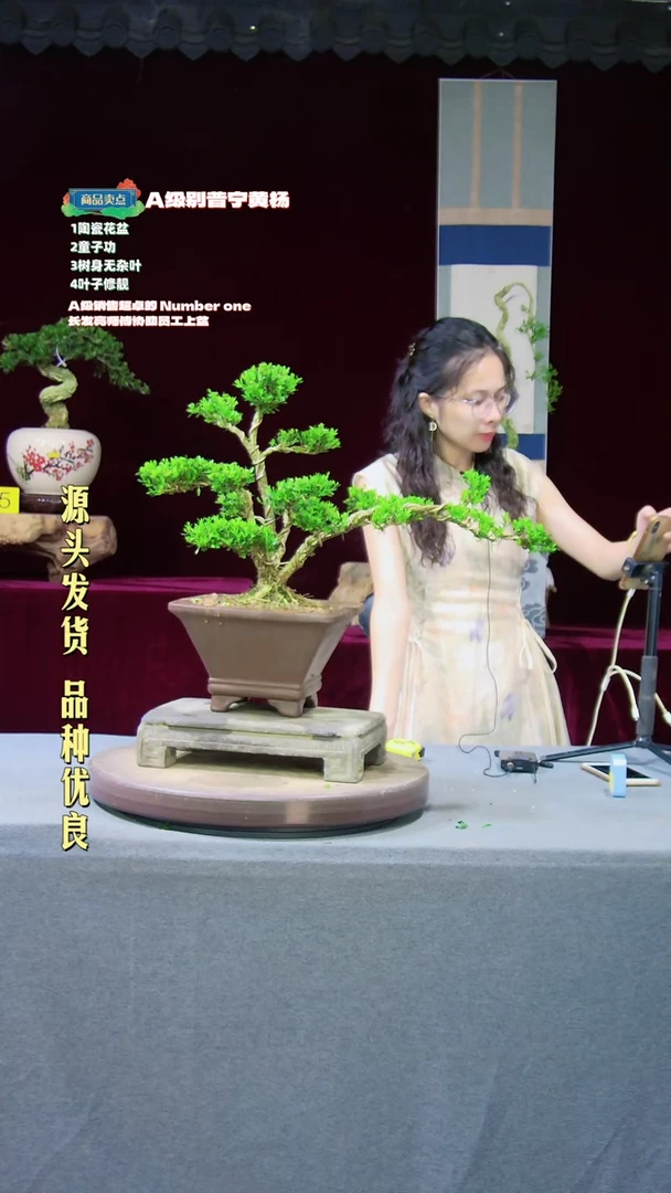 【闪购商品】雀舌黄杨盆景雀舌黄杨盆景