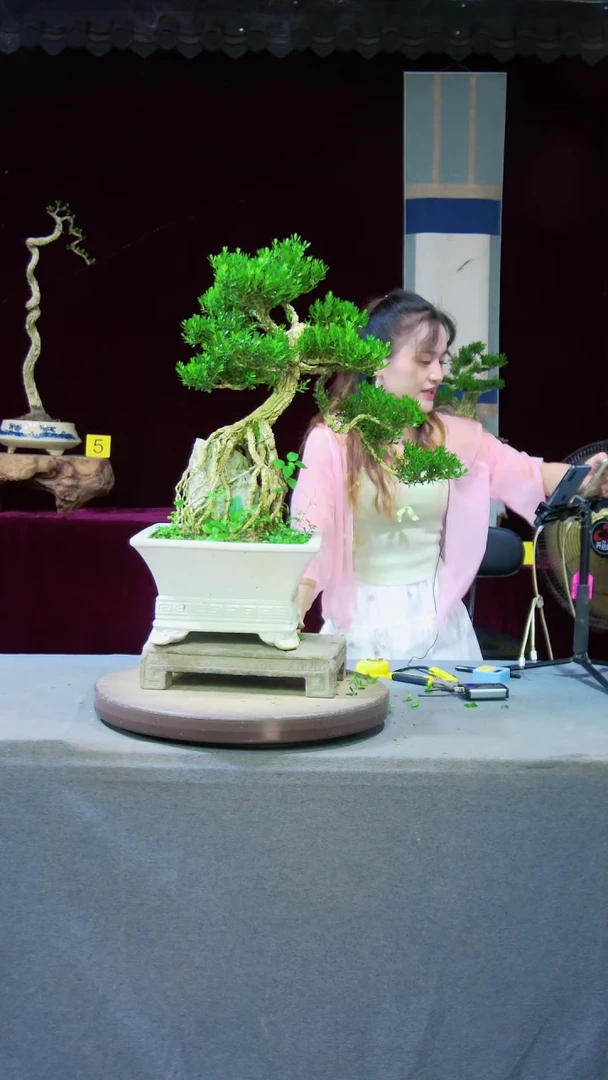 【闪购商品】雀舌黄杨盆景雀舌黄杨盆景