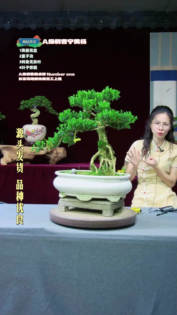 【闪购商品】黄杨盆景黄杨盆景