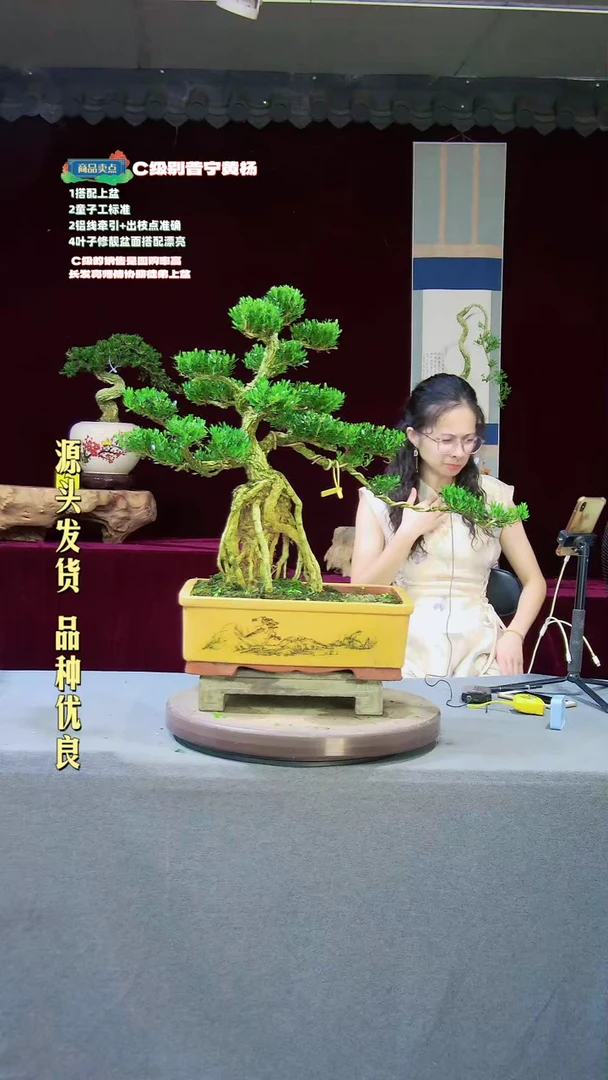 【闪购商品】雀舌黄杨盆景雀舌黄杨盆景
