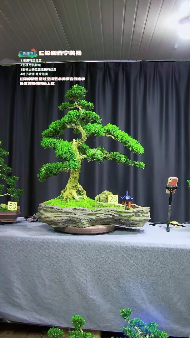 【闪购商品】黄杨盆景黄杨盆景